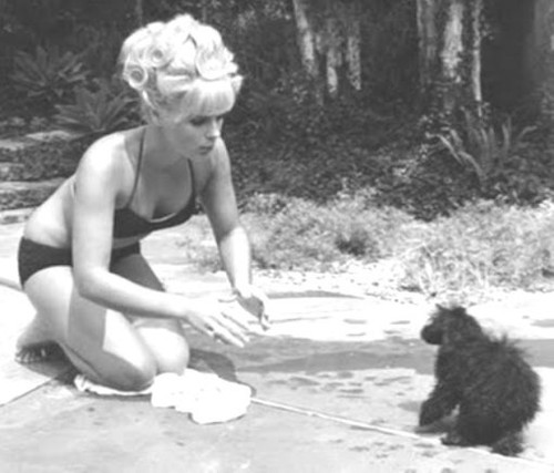 Elke Sommer - Playing with Dog Photo Print (10 x 8) - Item # DAP17894 Elke Sommer - Playing with Dog Photo Print (10 x 8) - Item # DAP17894