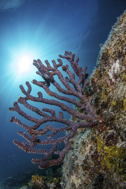 Sea fan. Sea of Cortez, La Paz, Baja California Sur, Mexico. Poster Print by Alessandro Cere/Stocktrek Images - Item # VARPSTACE400023U