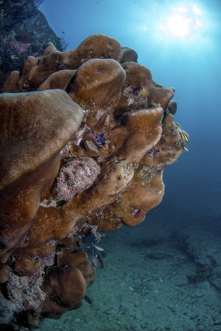 Healthy corals in Cabo Pulmo, Mexico.. Poster Print by Alessandro Cere/Stocktrek Images - Item # VARPSTACE400064U