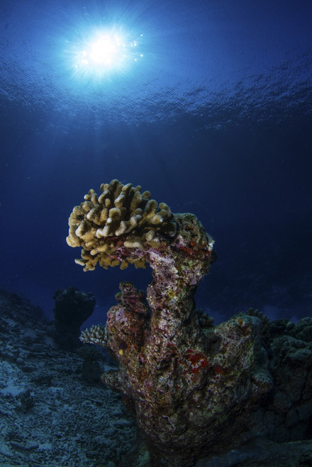 Hard coral, Maldives. Poster Print by Alessandro Cere/Stocktrek Images - Item # VARPSTACE400072U