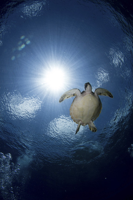 Green sea turtle in the waters of the Maldives. Poster Print by Alessandro Cere/Stocktrek Images - Item # VARPSTACE400075U