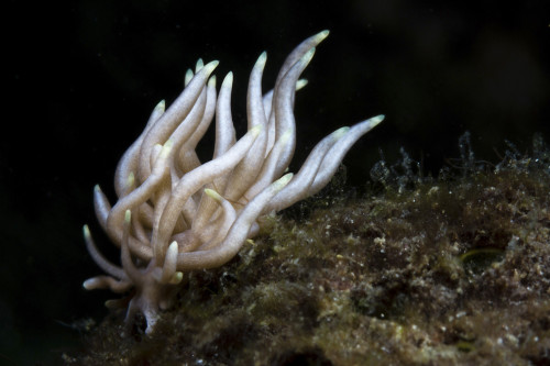 Phyllodesmium briareum nudibranch, Anilao, Philippines. Poster Print by Alessandro Cere/Stocktrek Images - Item # VARPSTACE400108U