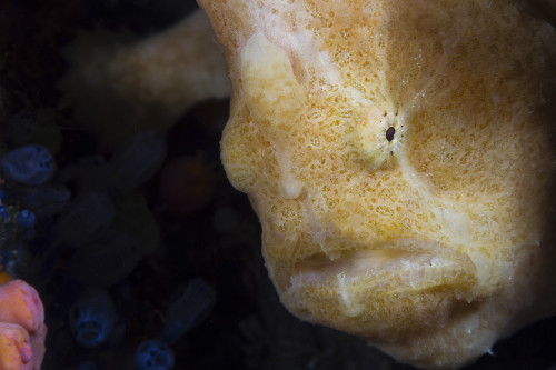 Longlure frogfish, Anilao, Philippines. Poster Print by Alessandro Cere/Stocktrek Images - Item # VARPSTACE400113U