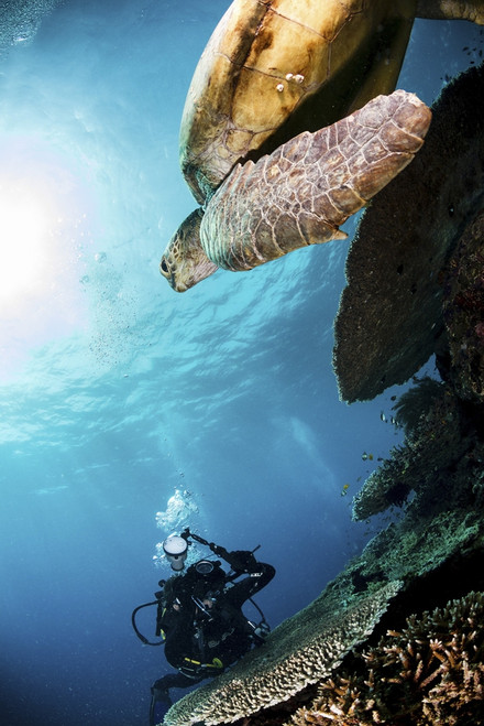 Green sea turtle and underwater photographer in Sipadan, Malaysia. Poster Print by Alessandro Cere/Stocktrek Images (11 - Item # VARPSTACE400120U