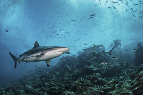 A gray reef shark patrols the reef, Kadavu Island, Fiji. Poster Print by Brook Peterson/Stocktrek Images - Item # VARPSTBRP400253U