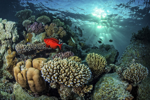 A coral reef under dappled light in the Red Sea, Egypt. Poster Print by Brook Peterson/Stocktrek Images - Item # VARPSTBRP400259U