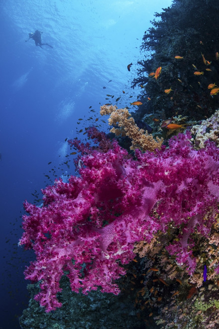 Soft coral on a wall in the Red Sea. Poster Print by Brook Peterson/Stocktrek Images - Item # VARPSTBRP400260U