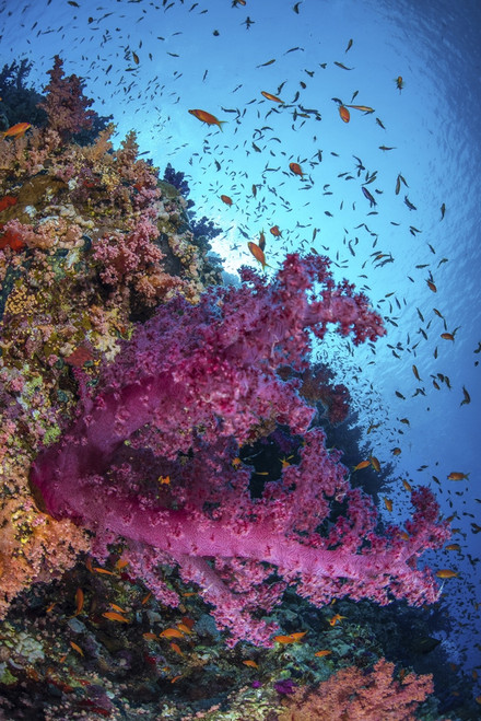 Soft coral and schooling fish on a wall in the Red Sea. Poster Print by Brook Peterson/Stocktrek Images - Item # VARPSTBRP400261U