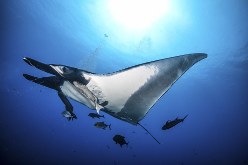 A manta ray passes overhead under the sun, Socorro Island, Mexico. Poster Print by Brook Peterson/Stocktrek Images (17 x - Item # VARPSTBRP400271U
