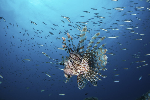 A lionfish in the Pacific Ocean, Micronesia. Poster Print by Brook Peterson/Stocktrek Images - Item # VARPSTBRP400285U
