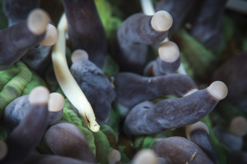 Mushroom coral pipefish, Anilao, Philippines. Poster Print by Brook Peterson/Stocktrek Images - Item # VARPSTBRP400312U