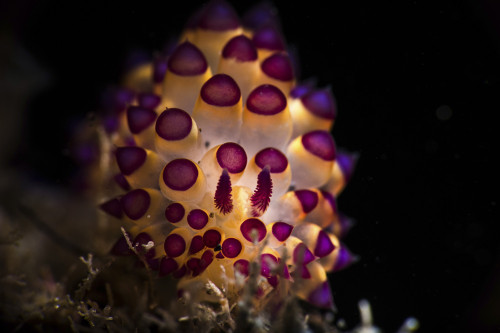Janolus nudibranch, Anilao, Philippines. Poster Print by Brook Peterson/Stocktrek Images - Item # VARPSTBRP400315U Janolus nudibranch, Anilao, Philippines. Poster Print by Brook Peterson/Stocktrek Images - Item # VARPSTBRP400315U