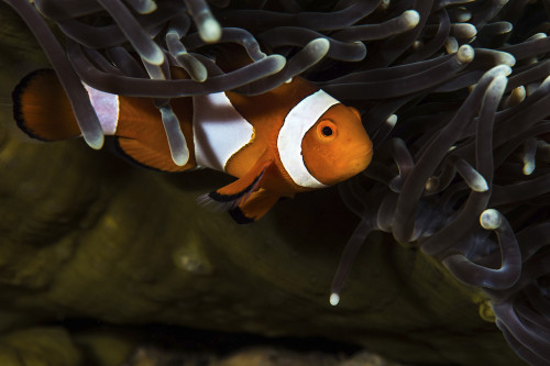 Clownfish anemonefish, Anilao, Philippines. Poster Print by Brook Peterson/Stocktrek Images - Item # VARPSTBRP400344U