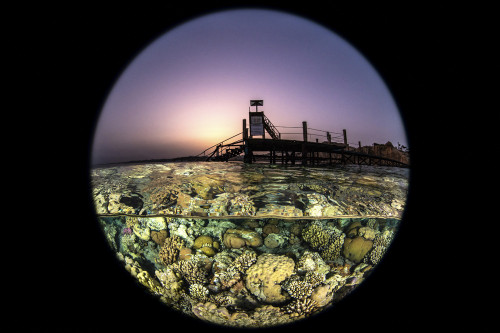 Sunset over the pier and coral gardens at in the Red Sea. Poster Print by Brook Peterson/Stocktrek Images - Item # VARPSTBRP400367U