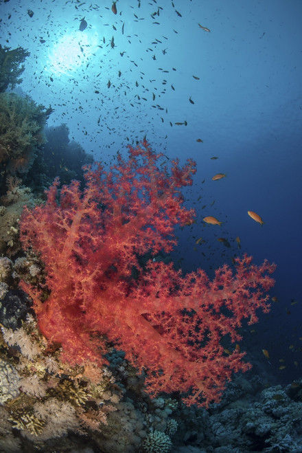 A soft coral grows along the side of a reef in the Red Sea. Poster Print by Brook Peterson/Stocktrek Images - Item # VARPSTBRP400380U