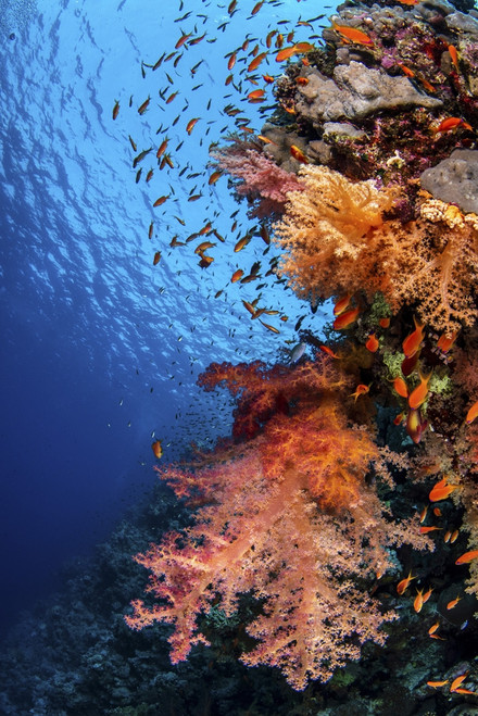 A coral covered wall in the Red Sea. Poster Print by Brook Peterson/Stocktrek Images - Item # VARPSTBRP400384U
