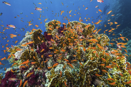 Anthias fish seem to explode out of this coral bommie in the Red Sea. Poster Print by Brook Peterson/Stocktrek Images (1 - Item # VARPSTBRP400389U
