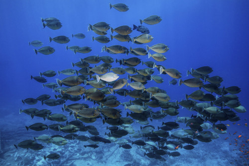 A school of unicorn fish hover over the Yolanda wreck, Red Sea. Poster Print by Brook Peterson/Stocktrek Images (17 x 11 - Item # VARPSTBRP400392U