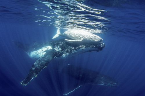 A family of humpback whales swimming through the sea. Poster Print by Brook Peterson/Stocktrek Images - Item # VARPSTBRP400422U