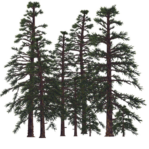 Prehistoric era Araucarioxylon trees. Poster Print by Corey Ford/Stocktrek Images - Item # VARPSTCFR200943P