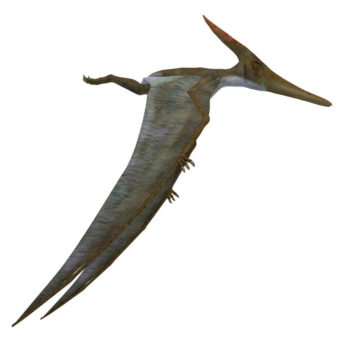 Pteranodon flying reptile, side view. Poster Print by Corey Ford/Stocktrek Images - Item # VARPSTCFR200969P