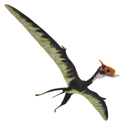 Dsungaripterus with wings spread. Poster Print by Corey Ford/Stocktrek Images - Item # VARPSTCFR601024P