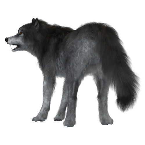 Dire wolf on white background, rear view. Poster Print by Corey Ford/Stocktrek Images - Item # VARPSTCFR601053P