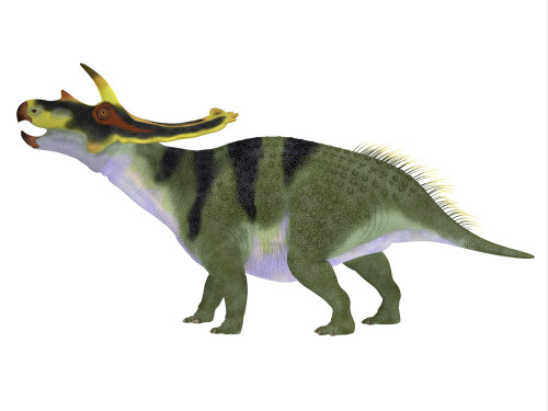 Anchiceratops dinosaur, side profile. Poster Print by Corey Ford/Stocktrek Images - Item # VARPSTCFR601093P Anchiceratops dinosaur, side profile. Poster Print by Corey Ford/Stocktrek Images - Item # VARPSTCFR601093P