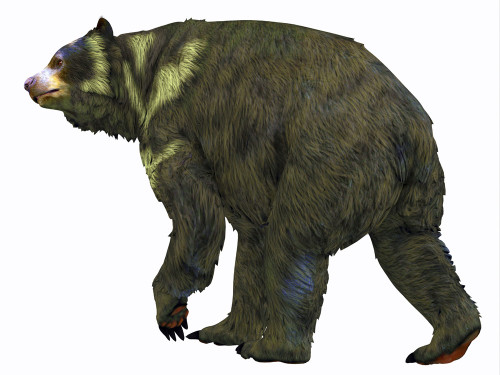 Arctodus bear, white background. Poster Print by Corey Ford/Stocktrek Images - Item # VARPSTCFR601102P Arctodus bear, white background. Poster Print by Corey Ford/Stocktrek Images - Item # VARPSTCFR601102P