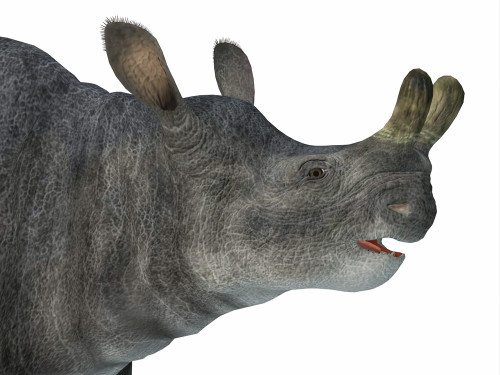 Brontotherium head. Poster Print by Corey Ford/Stocktrek Images - Item # VARPSTCFR601113P Brontotherium head. Poster Print by Corey Ford/Stocktrek Images - Item # VARPSTCFR601113P