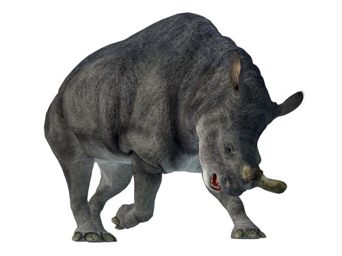 Brontotherium mammal, front view. Poster Print by Corey Ford/Stocktrek Images - Item # VARPSTCFR601114P