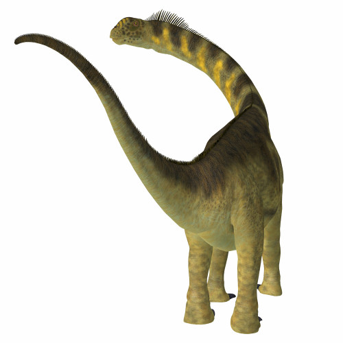 Camarasaurus dinosaur, rear view. Poster Print by Corey Ford/Stocktrek Images - Item # VARPSTCFR601121P Camarasaurus dinosaur, rear view. Poster Print by Corey Ford/Stocktrek Images - Item # VARPSTCFR601121P