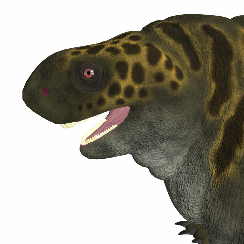Cotylorhynchus dinosaur head. Poster Print by Corey Ford/Stocktrek Images - Item # VARPSTCFR601137P Cotylorhynchus dinosaur head. Poster Print by Corey Ford/Stocktrek Images - Item # VARPSTCFR601137P
