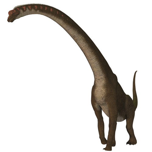 Giraffatitan dinosaur on white background. Poster Print by Corey Ford/Stocktrek Images - Item # VARPSTCFR601155P