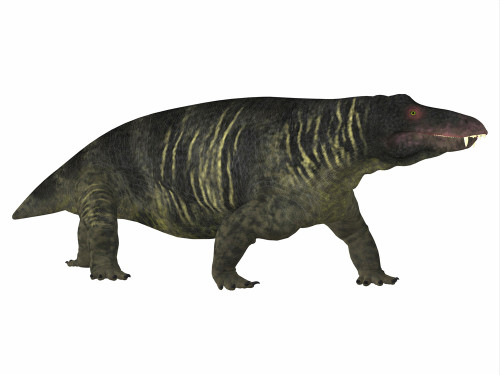 Jonkeria dinosaur, side profile. Poster Print by Corey Ford/Stocktrek Images - Item # VARPSTCFR601164P