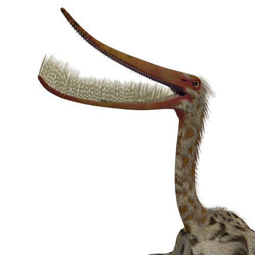 Pterodaustro pterosaur head with mouth open. Poster Print by Corey Ford/Stocktrek Images - Item # VARPSTCFR601178P Pterodaustro pterosaur head with mouth open. Poster Print by Corey Ford/Stocktrek Images - Item # VARPSTCFR601178P