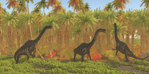 Europasaurus dinosaurs grazing through a jungle habitat. Poster Print by Corey Ford/Stocktrek Images - Item # VARPSTCFR601197P