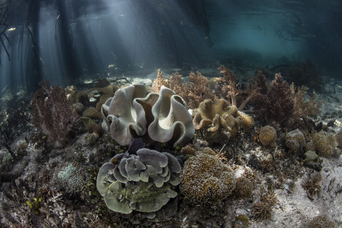 Bright sunlight filters through a mangrove forest in Raja Ampat, Indonesia. Poster Print by Ethan Daniels/Stocktrek Imag - Item # VARPSTETH401391U