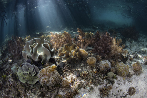 Bright sunlight filters through a mangrove forest in Raja Ampat, Indonesia. Poster Print by Ethan Daniels/Stocktrek Imag - Item # VARPSTETH401392U