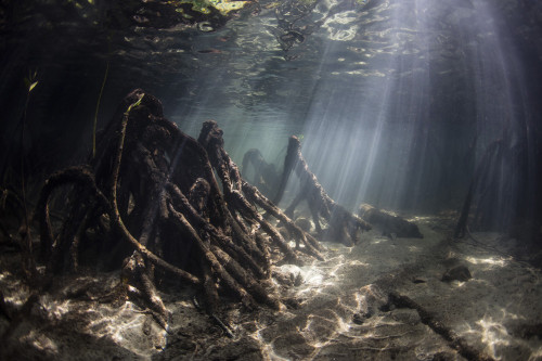Bright sunlight filters through a mangrove forest in Raja Ampat, Indonesia. Poster Print by Ethan Daniels/Stocktrek Imag - Item # VARPSTETH401423U