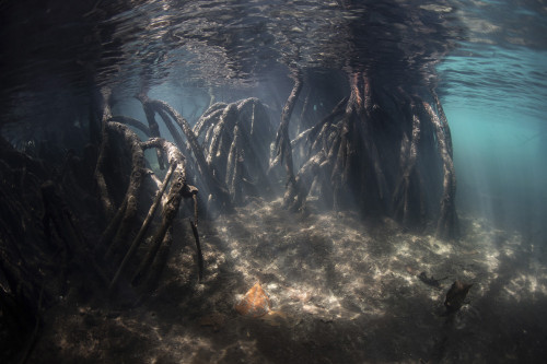 Bright sunlight filters through a mangrove forest in Raja Ampat, Indonesia. Poster Print by Ethan Daniels/Stocktrek Imag - Item # VARPSTETH401424U