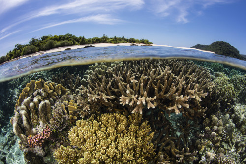 A beautiful coral reef grows near an island in the Banda Sea, Indonesia. Poster Print by Ethan Daniels/Stocktrek Images - Item # VARPSTETH401509U