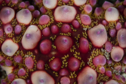 Detail of a warty starfish on the seafloor of Lembeh Strait, Indonesia. Poster Print by Ethan Daniels/Stocktrek Images ( - Item # VARPSTETH401515U