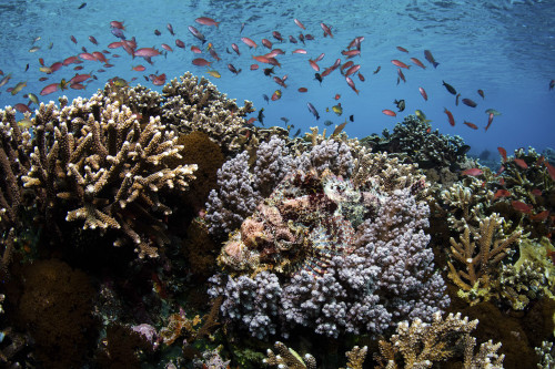 A well-camouflaged scorpionfish blends into a beautiful coral reef Poster Print by Ethan Daniels/Stocktrek Images (17 x - Item # VARPSTETH401551U