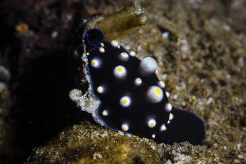 A juvenile egg cowrie, Ovula ovum, crawls on a reef. Poster Print by Ethan Daniels/Stocktrek Images - Item # VARPSTETH401559U