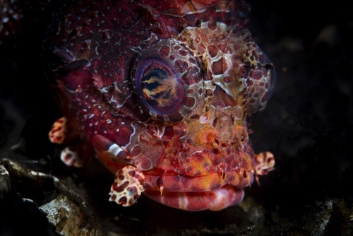 A shortfin lionfish hunts for small prey on a reef. Poster Print by Ethan Daniels/Stocktrek Images