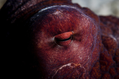 Detail of the eye of a reef octopus. Poster Print by Ethan Daniels/Stocktrek Images - Item # VARPSTETH401611U