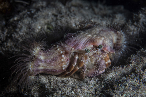 A Dardanus pedunculatus hermit crab crawls over the seafloor. Poster Print by Ethan Daniels/Stocktrek Images - Item # VARPSTETH401624U