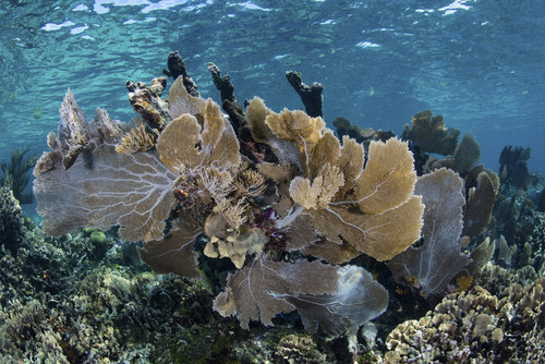 A colorful coral reef full of gorgonians, grows along the edge of Turneffe Atoll. Poster Print by Ethan Daniels/Stocktre - Item # VARPSTETH401702U
