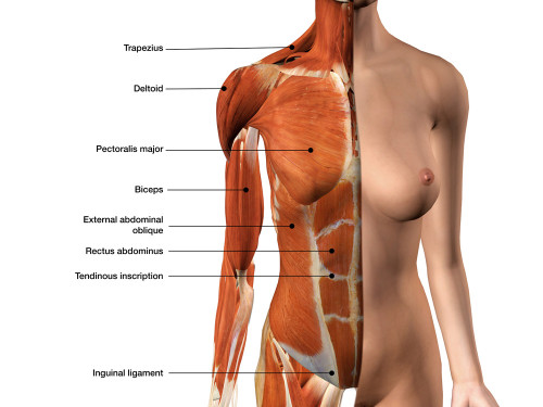 Female chest and breast anatomy. Poster Print by Hank Grebe